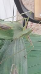 Acrometopa syriaca