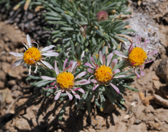 Erigeron compactus