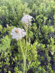 Xerophyllum asphodeloides