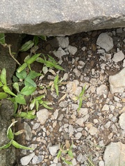 Commelinaceae