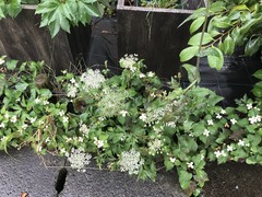 Angelica acutiloba