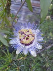 Passiflora caerulea
