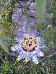 Passiflora caerulea