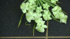 Angelica acutiloba