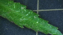 Angelica acutiloba