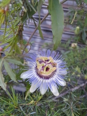 Passiflora caerulea