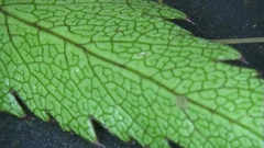 Angelica acutiloba