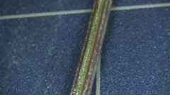Angelica acutiloba