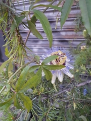Passiflora caerulea
