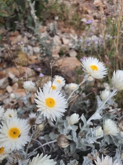 Coronidium newcastlianum