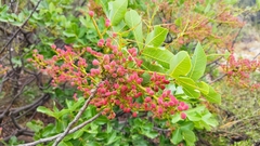 Pistacia terebinthus