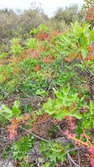 Pistacia terebinthus