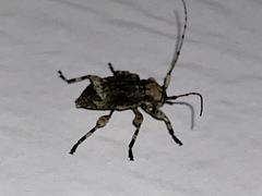 Leptostylus transversus