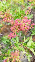 Pistacia terebinthus