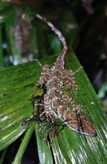 Anolis aquaticus
