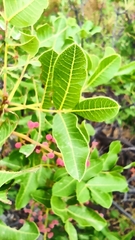 Pistacia terebinthus