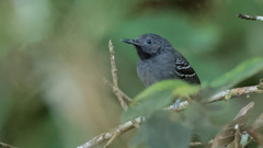 Hypocnemoides maculicauda