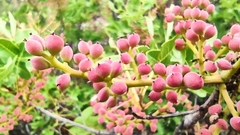 Pistacia terebinthus