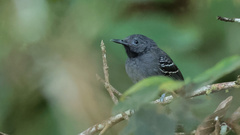 Hypocnemoides maculicauda