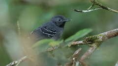 Hypocnemoides maculicauda