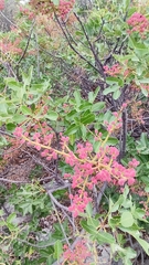 Pistacia terebinthus