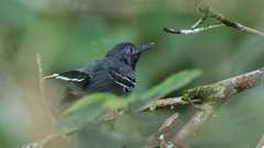 Hypocnemoides maculicauda