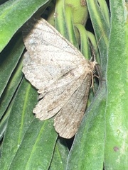 Hypomecis punctinalis