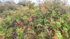 Pistacia terebinthus