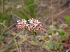 Horkelia tridentata