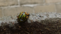 Calligrapha fulvipes