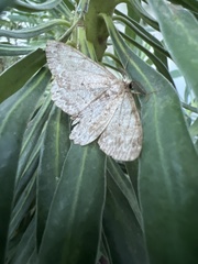 Hypomecis punctinalis