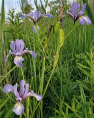 Iris prismatica