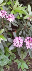 Rhododendron ponticum