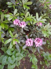 Rhododendron ponticum