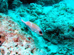 Holocentrus adscensionis