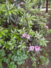 Rhododendron ponticum