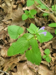Scutellaria saxatilis