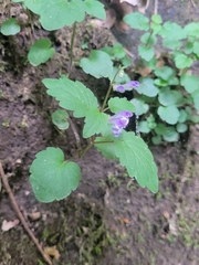 Scutellaria saxatilis