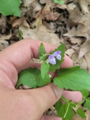 Scutellaria saxatilis