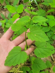 Scutellaria saxatilis
