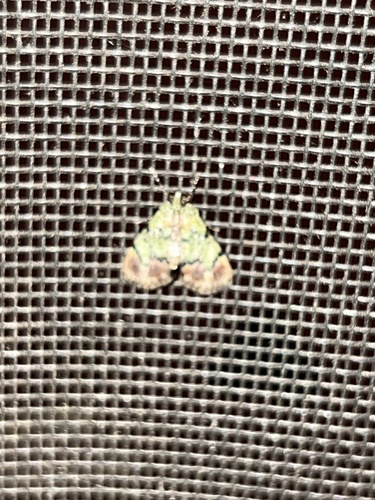 Dimorphic Macalla Moth photo 3