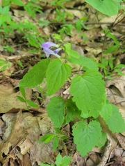 Scutellaria saxatilis
