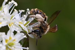 Andrena astragali
