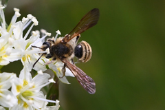 Andrena astragali