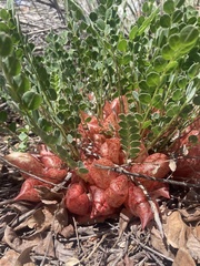 Astragalus megacarpus