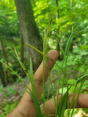 Carex laxiflora