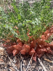 Astragalus megacarpus