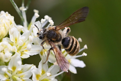 Andrena astragali