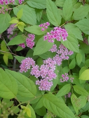 Spiraea japonica