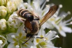 Andrena astragali